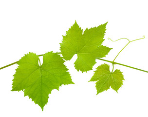 Vine leaves