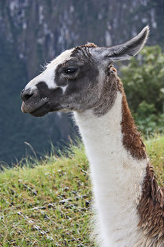 Alpaca al Macchu Picchu