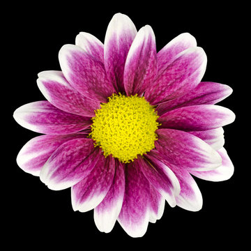 Purple Dahlia flower with yellow Center Isolated