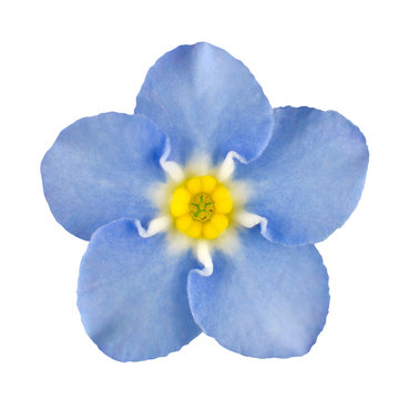 Fototapeta Forget-me-not Blue Flower Isolated on White
