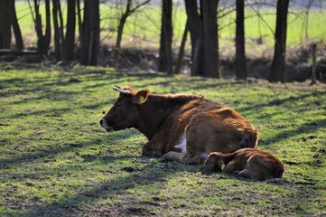 Fototapeta premium Schottisches Hochlandrind mit Kalb