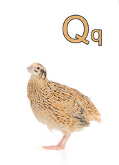 quail