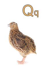 quail