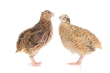 Obraz premium quail
