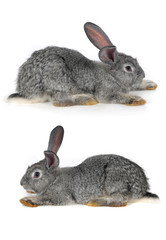 grey rabbit