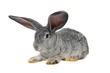 grey rabbit
