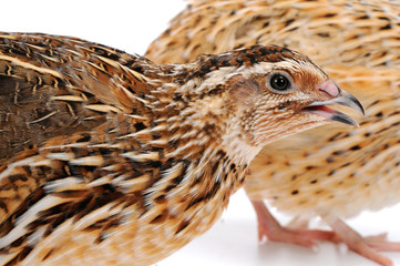 quail
