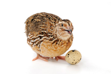quail