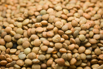 Lentil