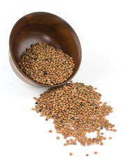 Lentil