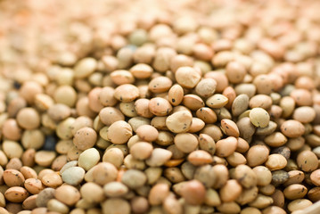 Lentil