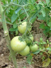 tomate verte2