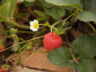 Plant de fraises