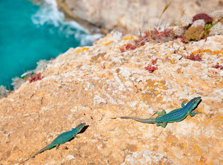 formentera lizard Podarcis pityusensis formenterae