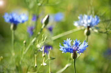 blue flowers