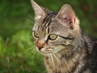 Portrait animalier / chat tigré