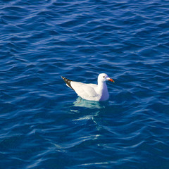 Blue mediterranean sea with seagull swimming