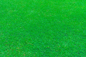 Lawn,turf,grass,greensward,sward, in thailand