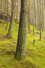 Woodland near to Blea Tarn