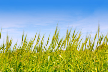 Fototapeta premium Balearic green wheat field in Formentera island