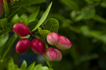 Crimson fruit or Carissa carandas L. is on the tree.