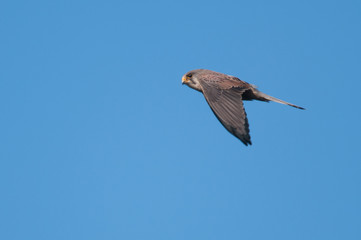 Kestrel