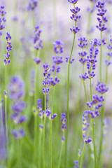 Lavendel im Garten, geringe DOF