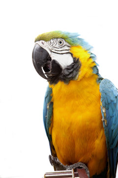 Macaw parrot © Vitaly Krivosheev