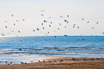 Libertà in volo