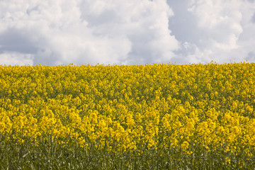 Obraz premium Rapeseed field under heavy storm skies