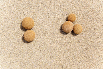 Fototapeta na wymiar Posidonia owoce oceanica na śródziemnomorskiej plaży