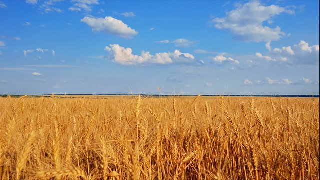 Wheat field. Golden Ears of ripe wheat swaing on the wind in the evening. Mariupol region before war 2022, Ukraine