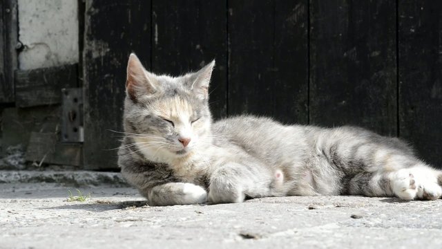 Getigerte Katze