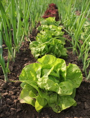 lettuce growing in soil