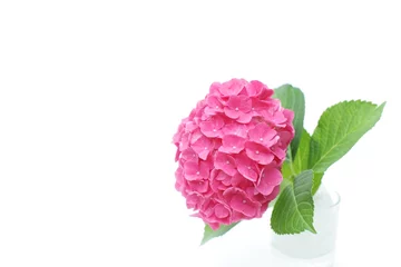 Rolgordijnen zonder boren ピンクの紫陽花 © naomer