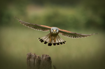 Male Kestrel in flight