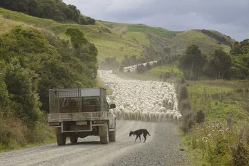 Poster Neuseeland - Insel der Schafzucht © Bergfee