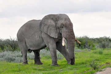 elephant on pasture