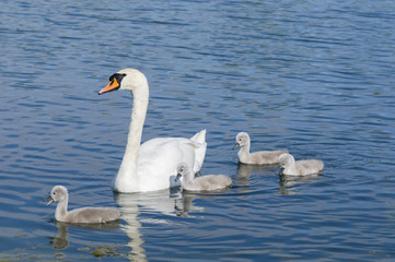 Parent swan with offspring