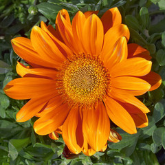 single orange gerbera, floral background