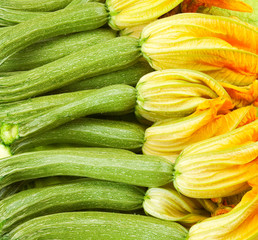 Courgettes or zucchini  with flowers