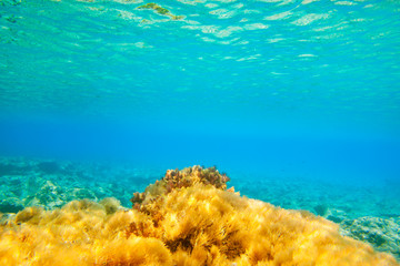 Ibiza Formentera underwater anemone seascape