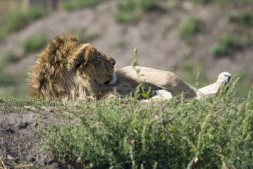 Lion, Yorkshire Wildflife Park, Doncaster, UK