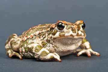 Bufo viridis. Green toad on gray background. Studio shot.