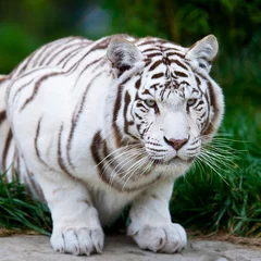 Tuinposter White Bengal Tiger © Travel Stock