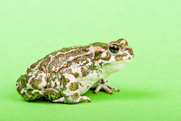 Bufo viridis. Green toad on green background. Studio macro shot.