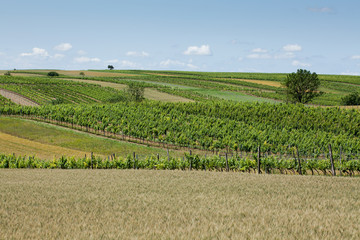 Fototapeta na wymiar Krajobraz z winnicami