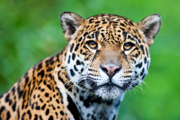 Jaguar - Panthera onca - obrazy, fototapety, plakaty