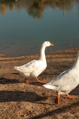 portrait of a white goose