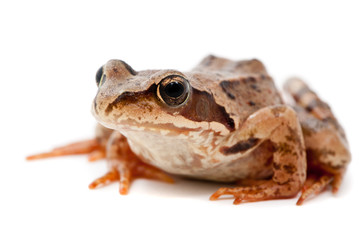 Rana arvalis. Moor frog on white background.